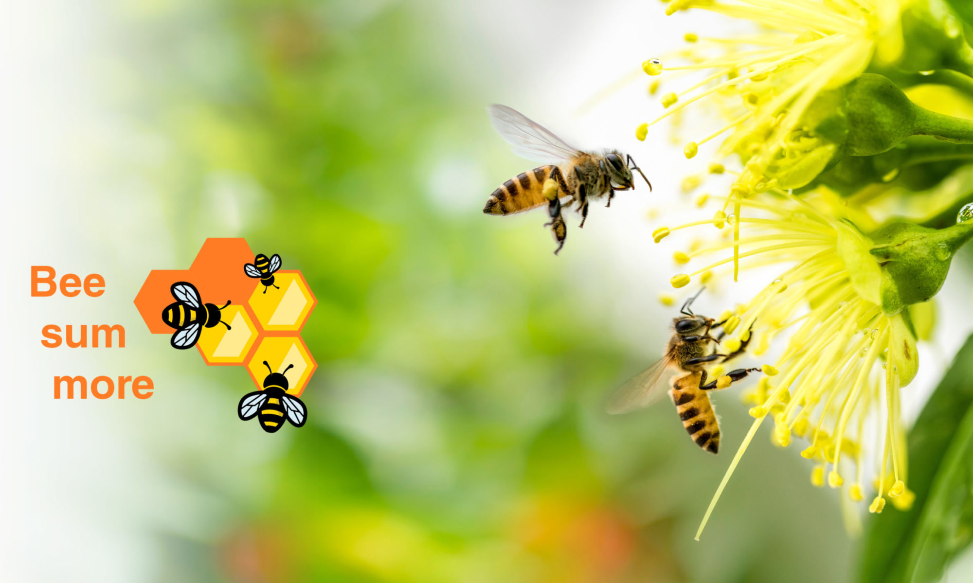 beesummore.de
